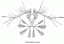 Un copepode mangeur d'astrodes