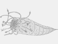 Anatomie dun Ascaris